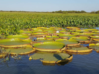 cheval-blanc-pesca-019